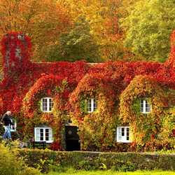 Пазл: Осенний двор