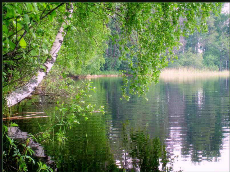 Стих тихая река. Березы у реки. Природа с березами и речкой. Березка у реки. Берёзовая роща и река.