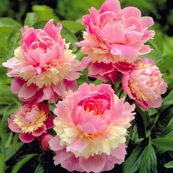 Пазл: Пионы Sorbet