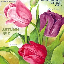 Пазл: Тюльпаны 