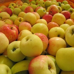Пазл: Яблочки