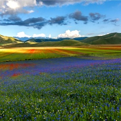 Пазл: Васильковое поле