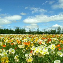 Пазл: Маковое поле