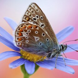 Пазл: Бабочка