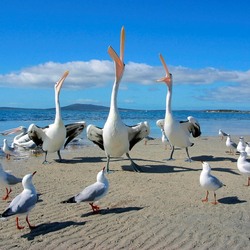 Пазл: Кто выше