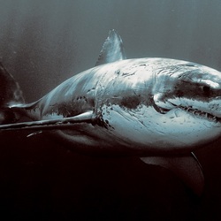 Пазл: Акула в море