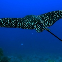 Пазл: Скат морская лисица