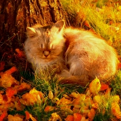 Пазл: И у него бабье лето