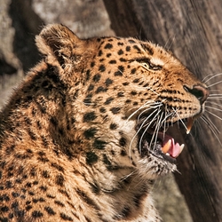 Пазл: Леопард