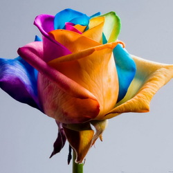 Пазл: Пёстрая роза