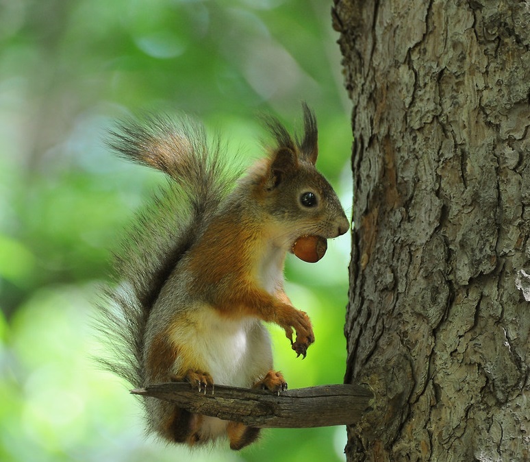 Белка 6. Белка 4к. Hrum hrum белка. Интернет белка. The little Squirrel.