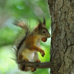 Пазл: Белочка