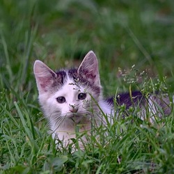 Пазл: Притаился...