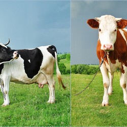 Пазл: Молочницы на работе