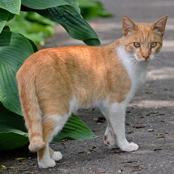 Пазл: Кот из провинции