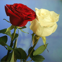 Пазл: Алая и белая