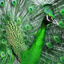 Пазл: Павлин
