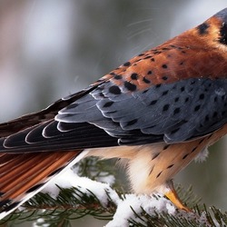 Пазл: На ветке