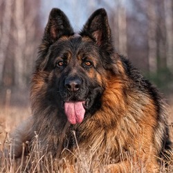 Пазл: Лохматик