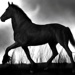 Пазл: Торнадо, конь Зорро