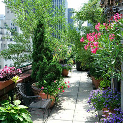 Пазл: Сад на городской крыше