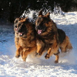 Пазл: И мчится тройка удалая