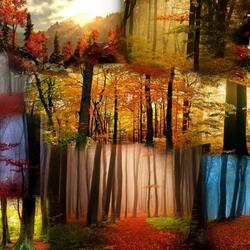 Пазл: Осенний лес