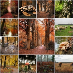 Пазл: Осень