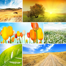 Пазл: Солнечный  