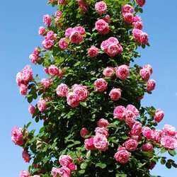 Пазл: Розовый куст