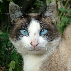 Пазл: Кот или кошка?