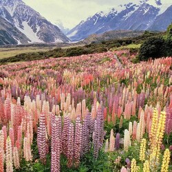 Пазл: Цветочный рай