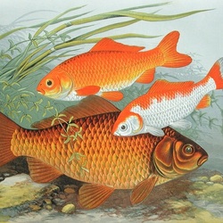 Пазл: Рыбы