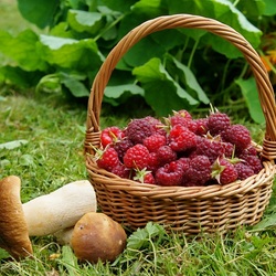 Пазл: Летний сезон