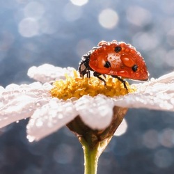 Пазл: Ромашка и коровка