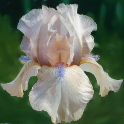 Пазл: Белый ирис