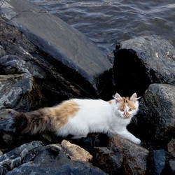 Пазл: Вечерняя прогулка