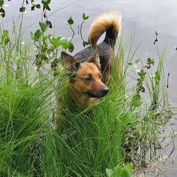 Пазл: На природе