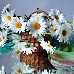 Пазл: Ромашки