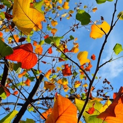 Пазл: Осенние краски