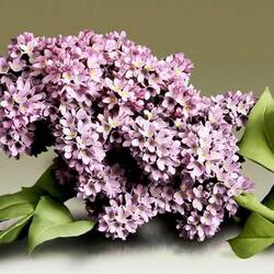 Пазл: Сирень