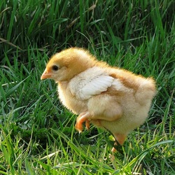 Пазл: Цыпка