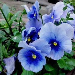 Пазл: Анютки