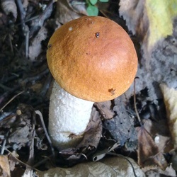 Пазл: Подосиновик