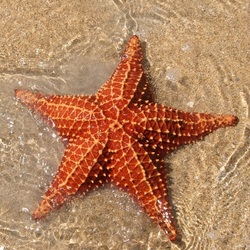 Пазл: Морская звезда