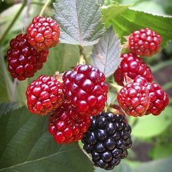 Пазл: Ежевика