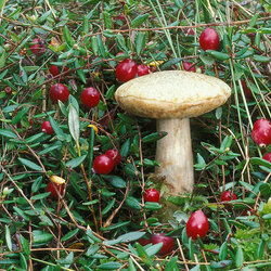 Пазл: В клюкве