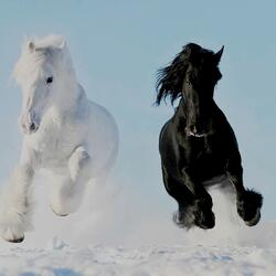 Пазл: Белый и чёрный