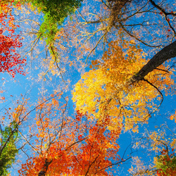 Пазл: Разноцветные кроны