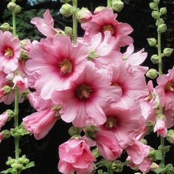 Пазл: Цветы в саду